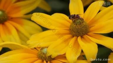 蜜蜂的菊花特写
